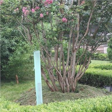 Štitnici vinove loze